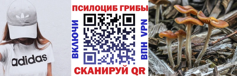 что такое   Ардон  Галлюциногенные грибы Psilocybine cubensis 